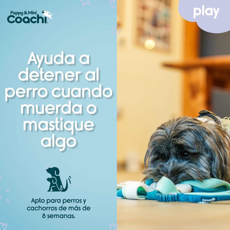 Legetøj til hunde Coachi PUPPY & MINI TUGGI SPIDER Grøn