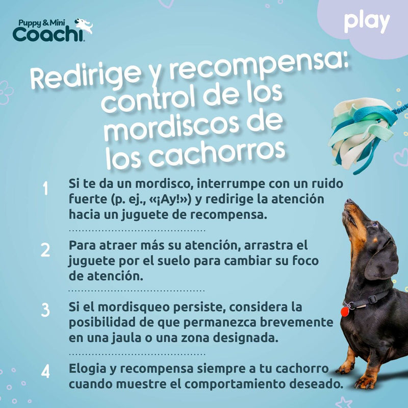Legetøj til hunde Coachi PUPPY & MINI TUGGI SPIDER Grøn