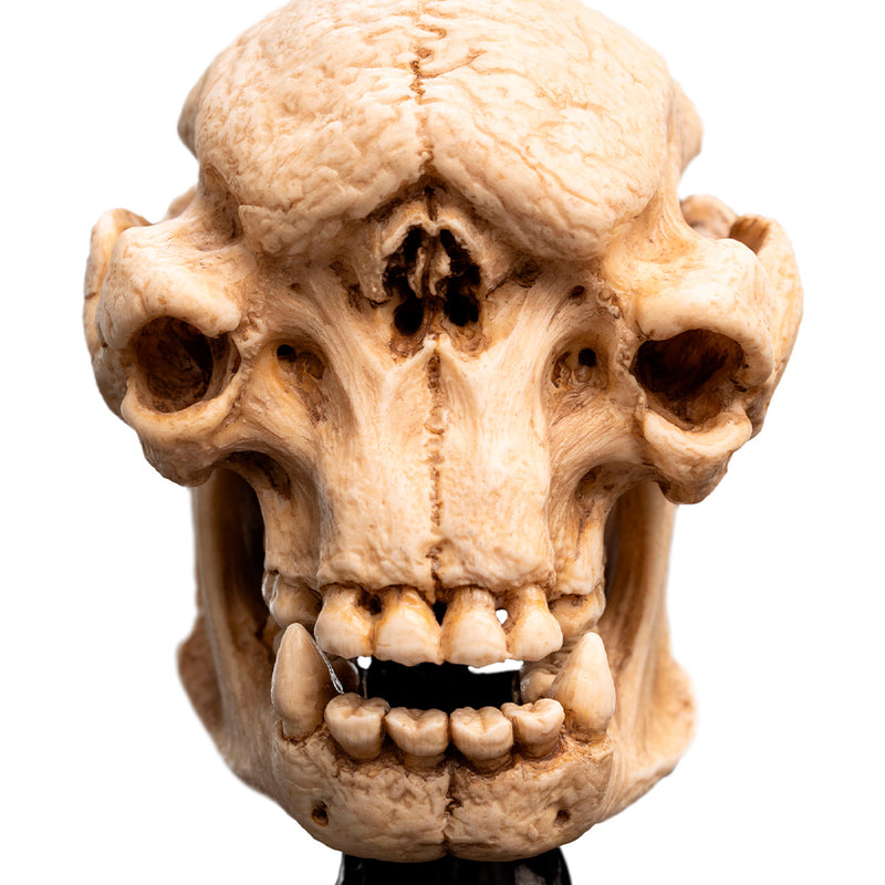 Weta Workshop Lord of the Rings - kranie af en Cave Troll, miniature