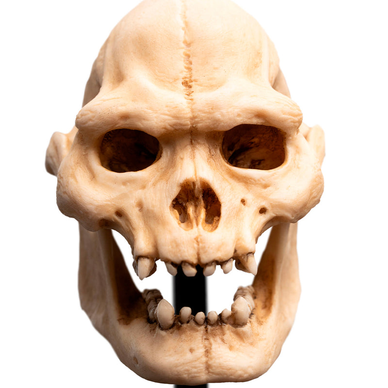 Weta Workshop Lord of the Rings - kranie af Lurtz, miniature
