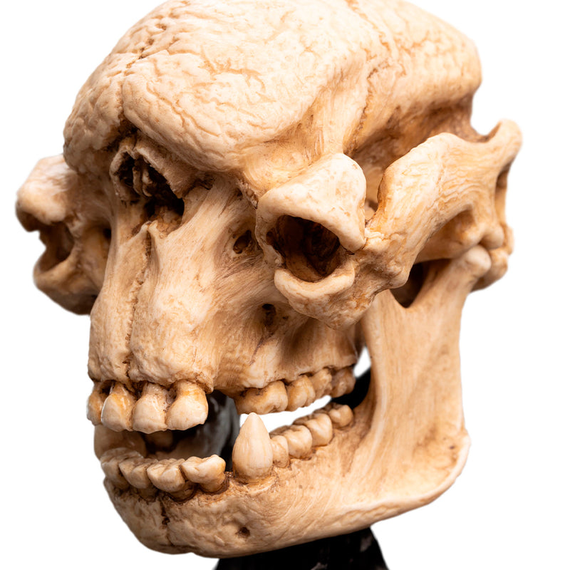Weta Workshop Lord of the Rings - kranie af en Cave Troll, miniature