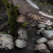Weta Workshop The Lord of the Rings: Smeagol & Deagol: A Shadow of the Past - Statue 1:6 Scale LE
