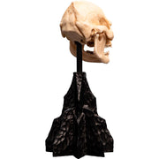 Weta Workshop Lord of the Rings - Skull of Lurtz Minuature