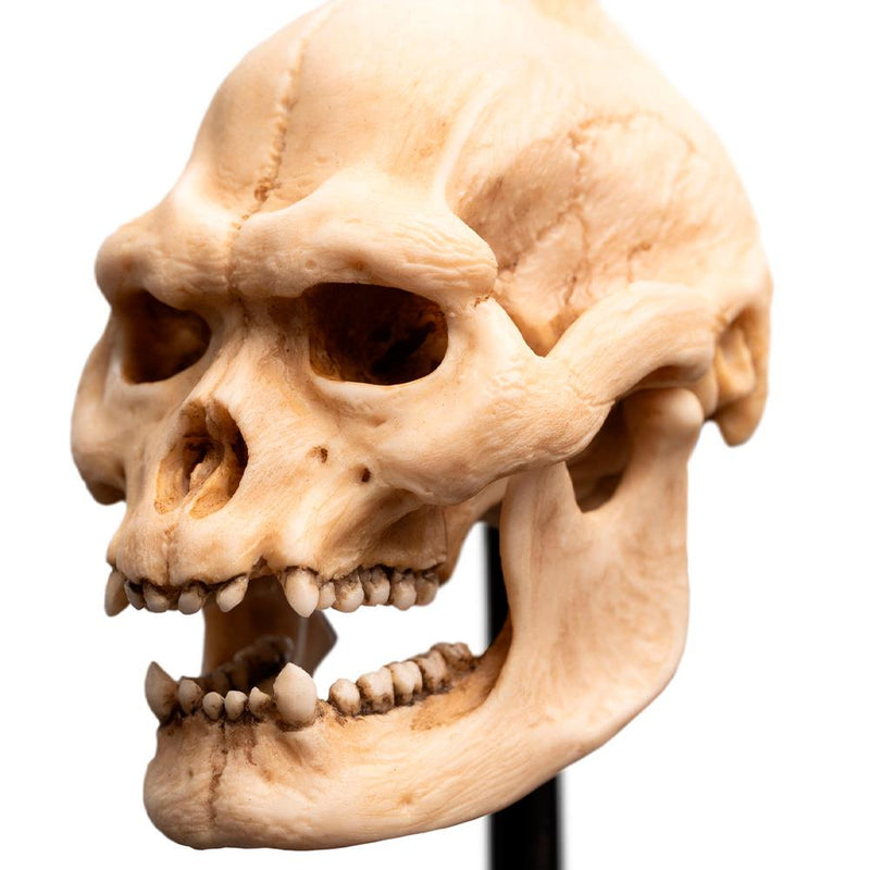 Weta Workshop Lord of the Rings - Skull of Lurtz Minuature