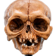 Weta Workshop LORD OF THE RINGS - Skull of Gollum Minuature Statue