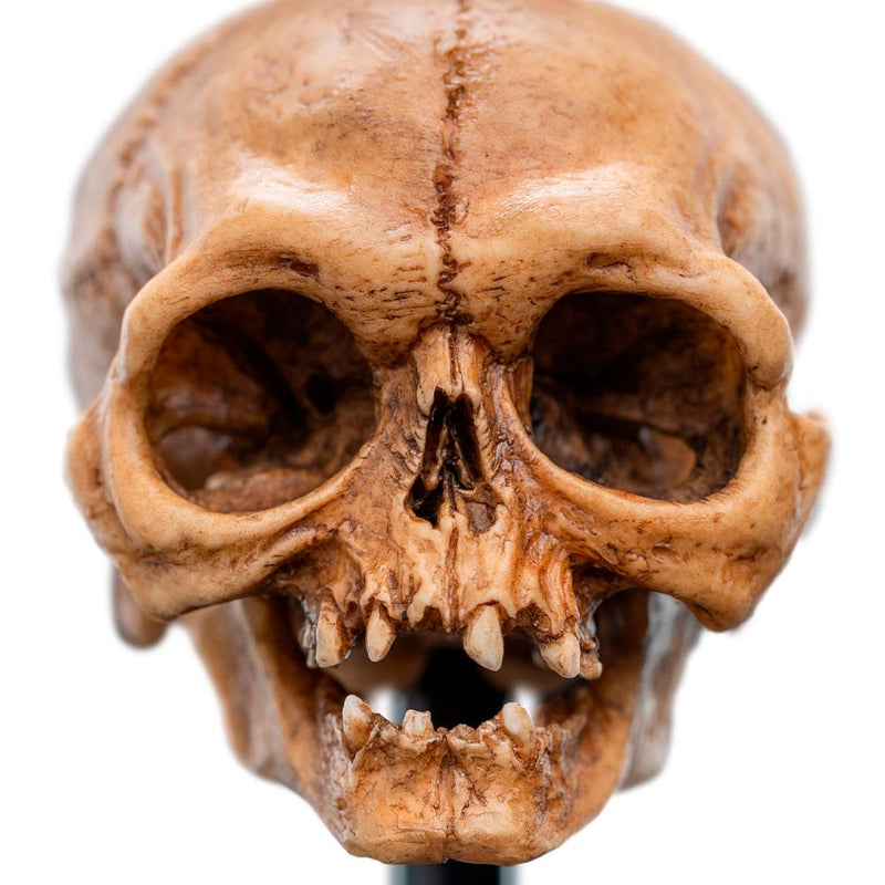 Weta Workshop LORD OF THE RINGS - Skull of Gollum Minuature Statue